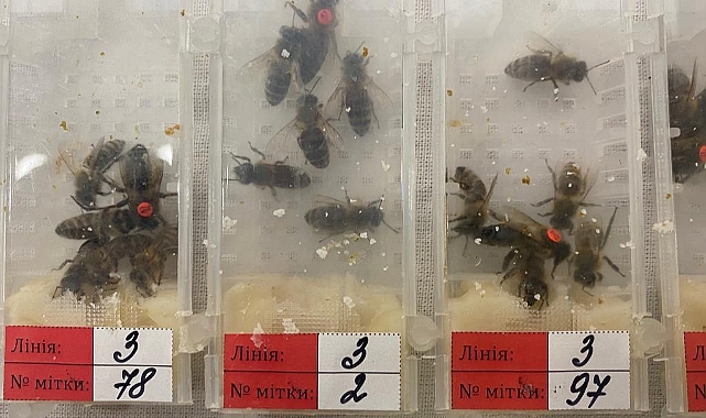 Sabiha Gökçen Havalimanı’nda 1240 arı ele geçirildi